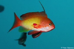 Goldie fish (male) by Victor Tabernero 